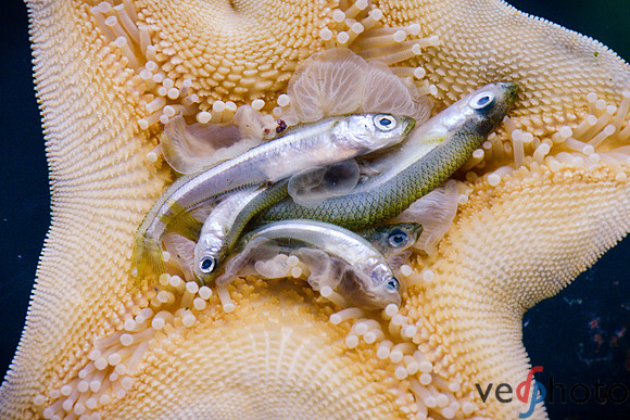 Sea Star Digestion