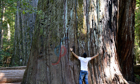 Tree hugging