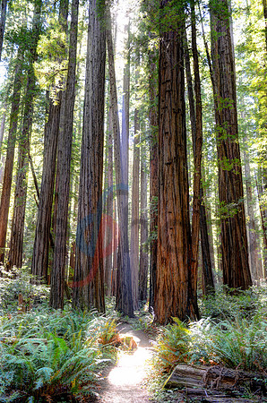 Old-growth redwood path