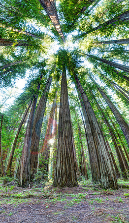 Beneath the Redwood Canopy