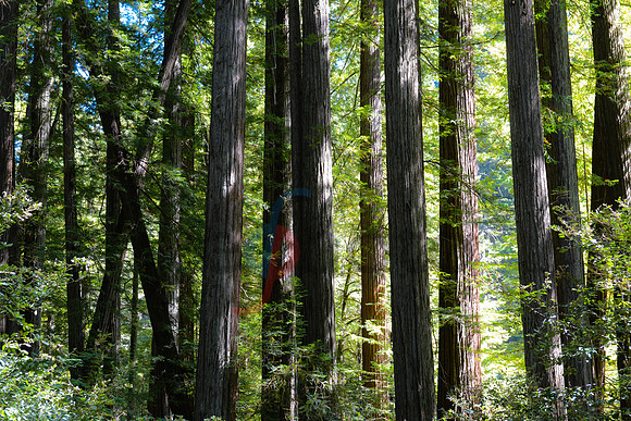 Redwoods at Dusk