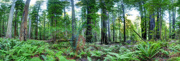 Redwoods and Ferns