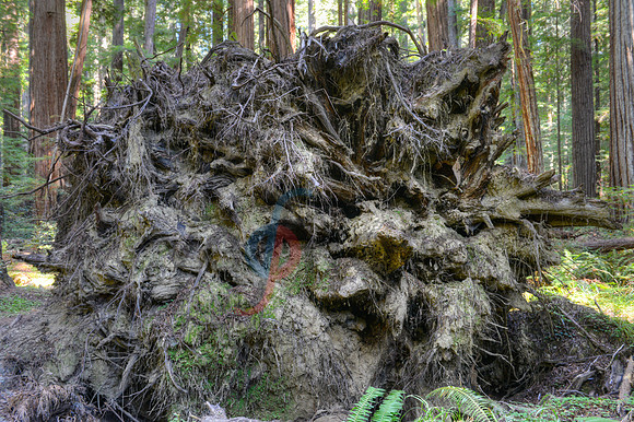 Exposed roots