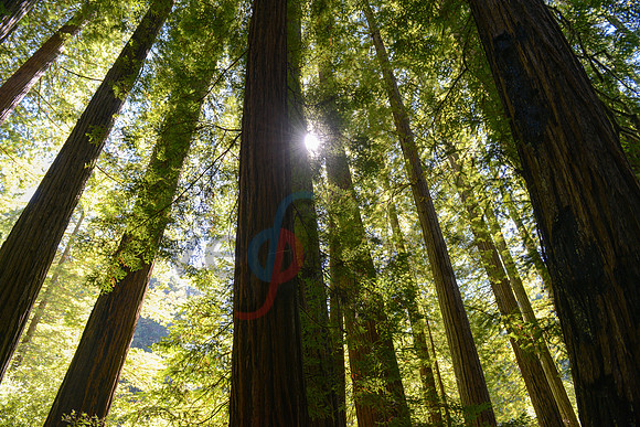 Through the trees
