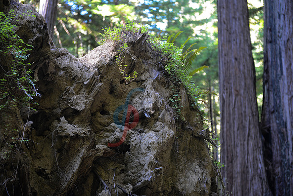 Roots