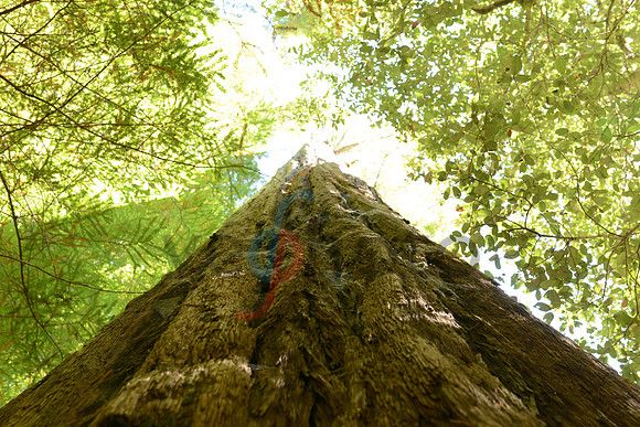 Along the bark