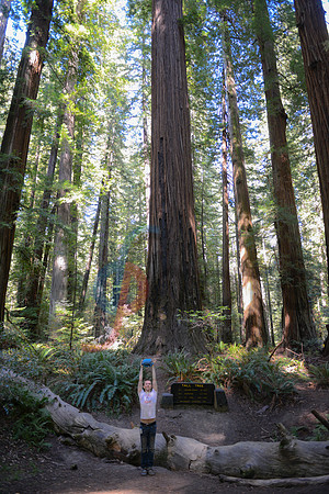Tall tree, tall man