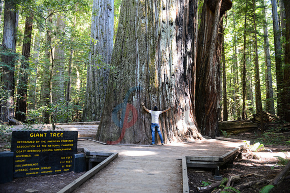 Giant Tree