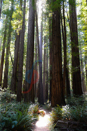 Old-growth redwood path