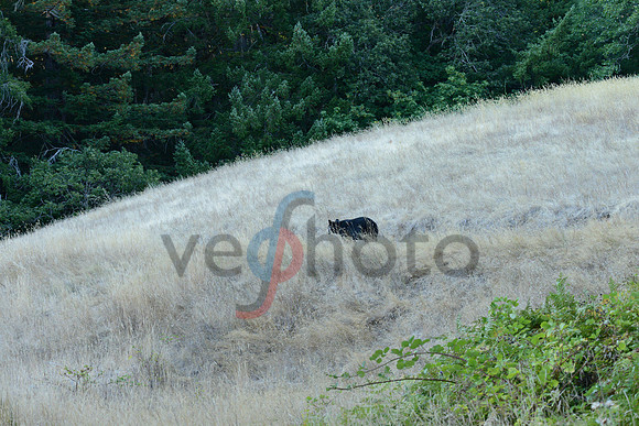 Black Bear pays a visit