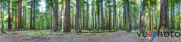Old-growth Coastal Redwood Grove