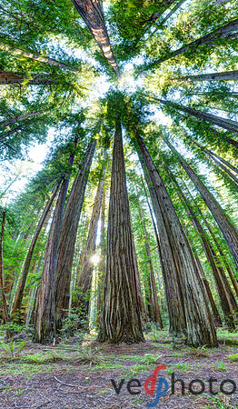 Beneath the Redwood Canopy