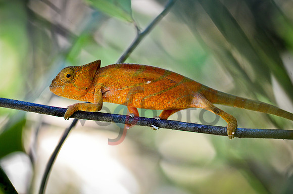 Oustalet's Chameleon (Furcifer Oustaleti)