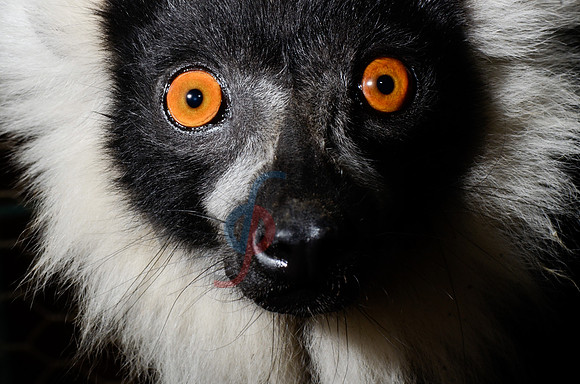 Black-And-White Ruffed Lemur (Varecia variegata)