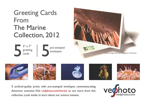 Info Card (Marine)-01