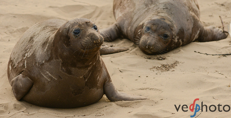 Elephant Seal Weaner Pup