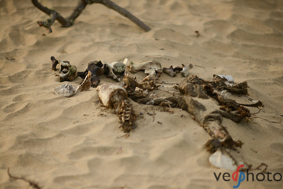Assorted remains on the sand dunes