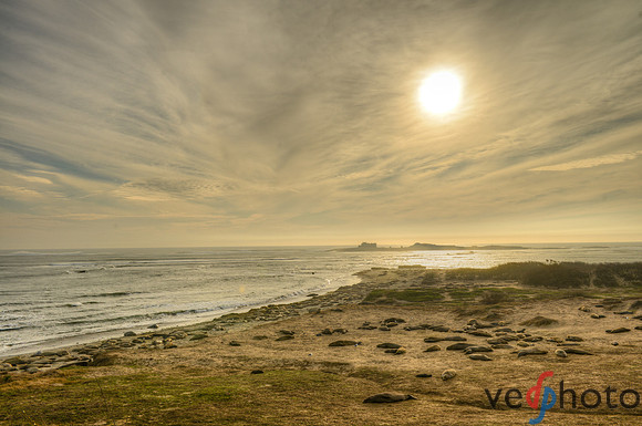 Año Nuevo State Park