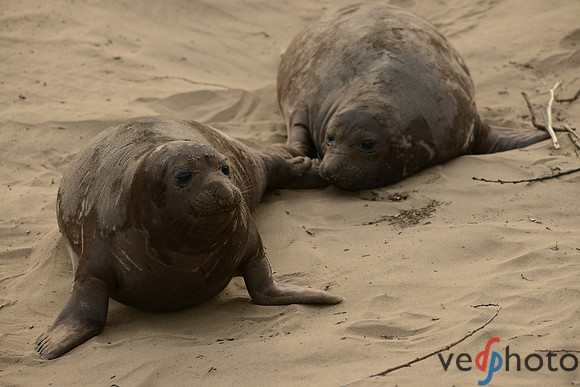 Weaner Pups