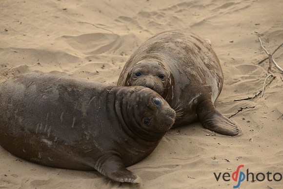 Weaner Pups