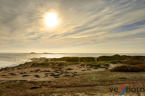 Año Nuevo State Park