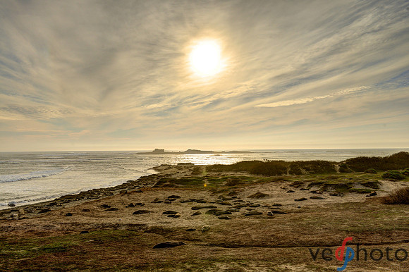 Año Nuevo State Park