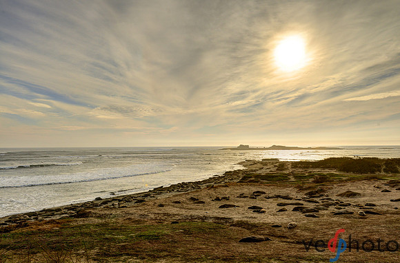Año Nuevo State Park