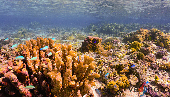 Reactive Reefs Preliminary Gallery-29