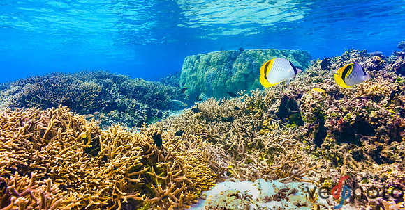 Reactive Reefs Preliminary Gallery-12