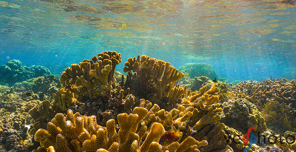 Reactive Reefs Preliminary Gallery-8