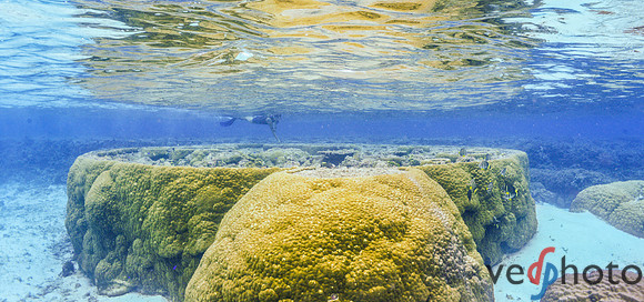 Reactive Reefs Preliminary Gallery-18