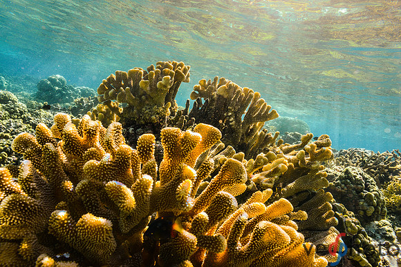 Reactive Reefs Preliminary Gallery-32
