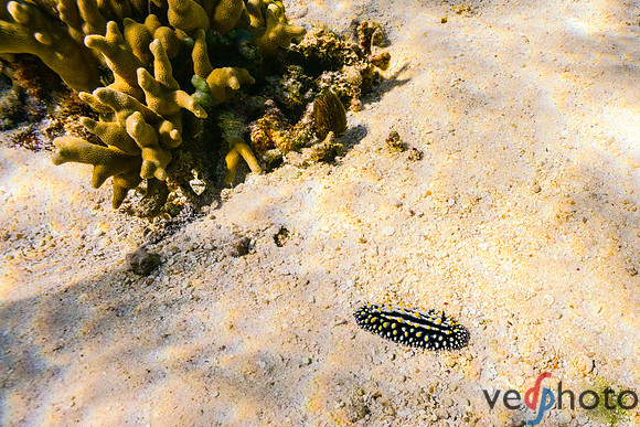 Reactive Reefs Preliminary Gallery-26