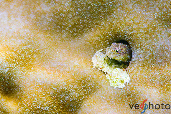Reactive Reefs Preliminary Gallery-16
