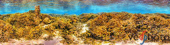 Branching Coral of American Samoa. Equirectangular projection of HDR panorama