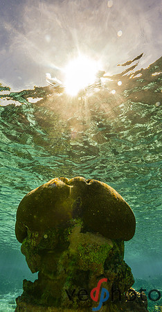 Reactive Reefs Preliminary Gallery-17