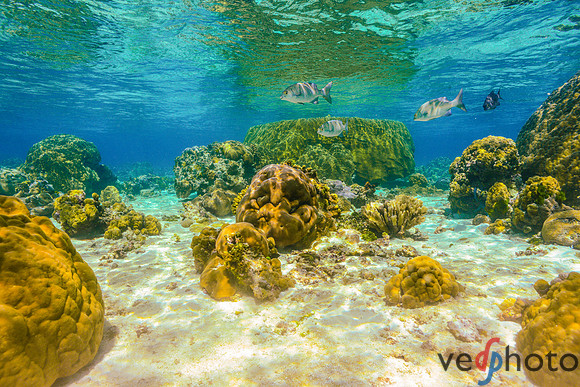 Reactive Reefs Preliminary Gallery-33