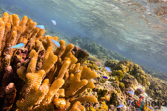 Reactive Reefs Preliminary Gallery-30