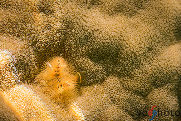 Reactive Reefs Preliminary Gallery-13