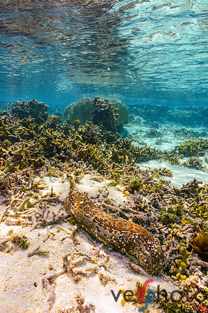 Reactive Reefs Preliminary Gallery-25