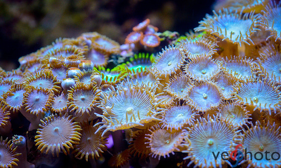 Reactive Reefs Preliminary Gallery-55