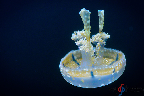 Reactive Reefs Preliminary Gallery-58