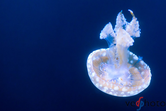 Reactive Reefs Preliminary Gallery-42