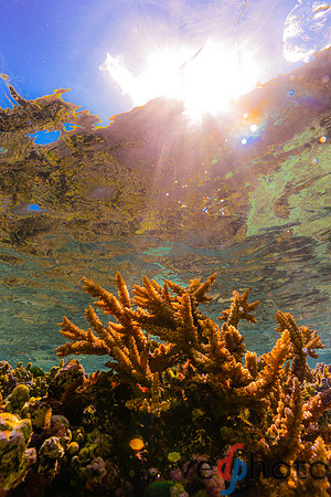 Reactive Reefs Preliminary Gallery-28