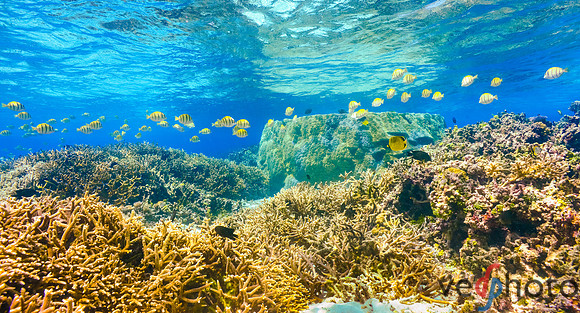 Reactive Reefs Preliminary Gallery-19