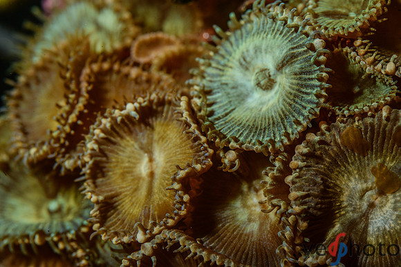 Reactive Reefs Preliminary Gallery-47