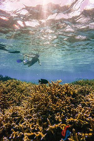 Reactive Reefs Preliminary Gallery-22