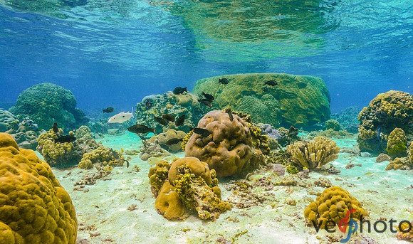 Reactive Reefs Preliminary Gallery-23