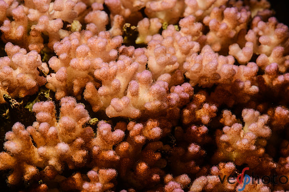 DSC_9471
