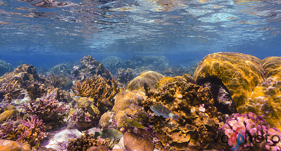Reactive Reefs Preliminary Gallery-31